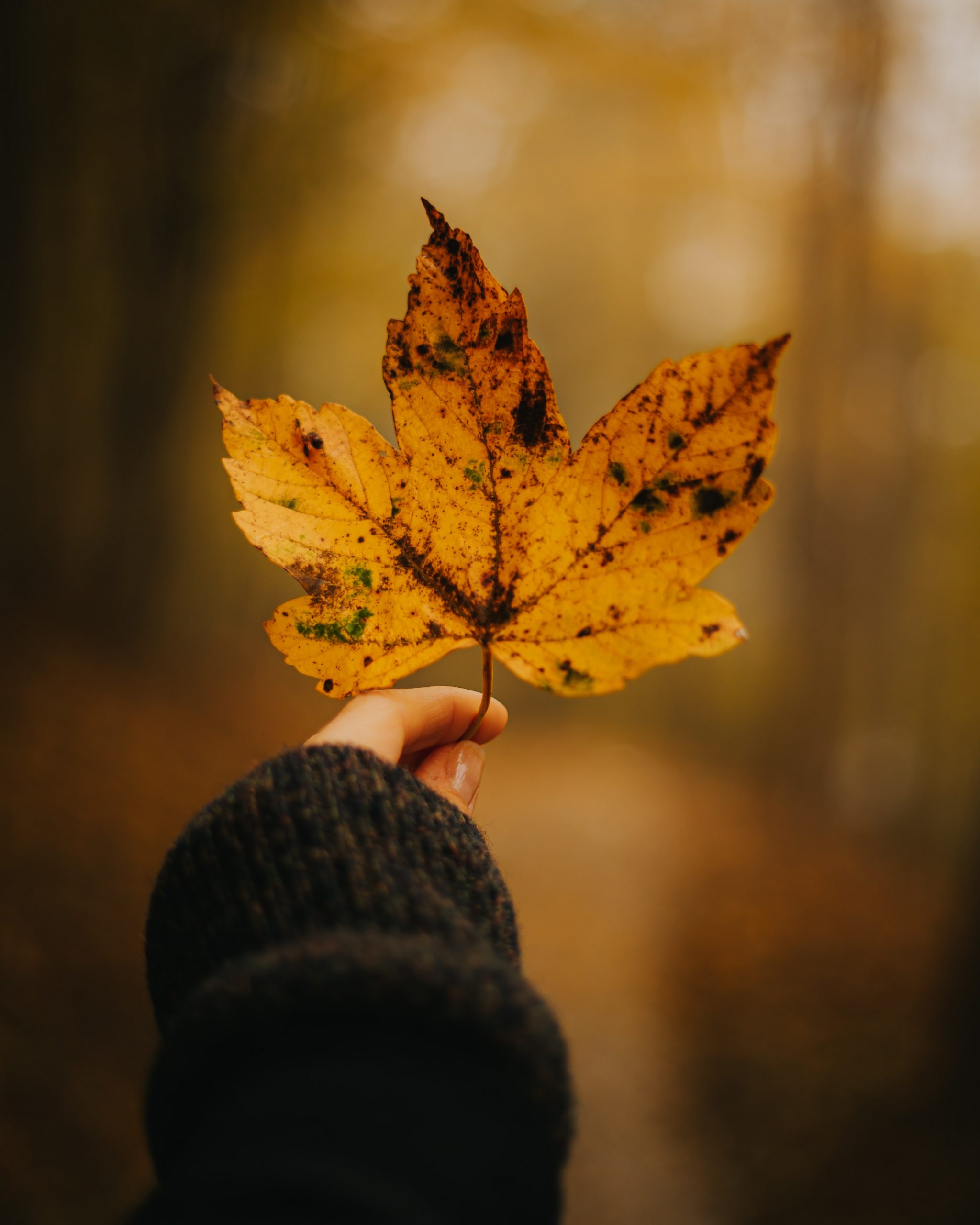 sexto bono sostenible