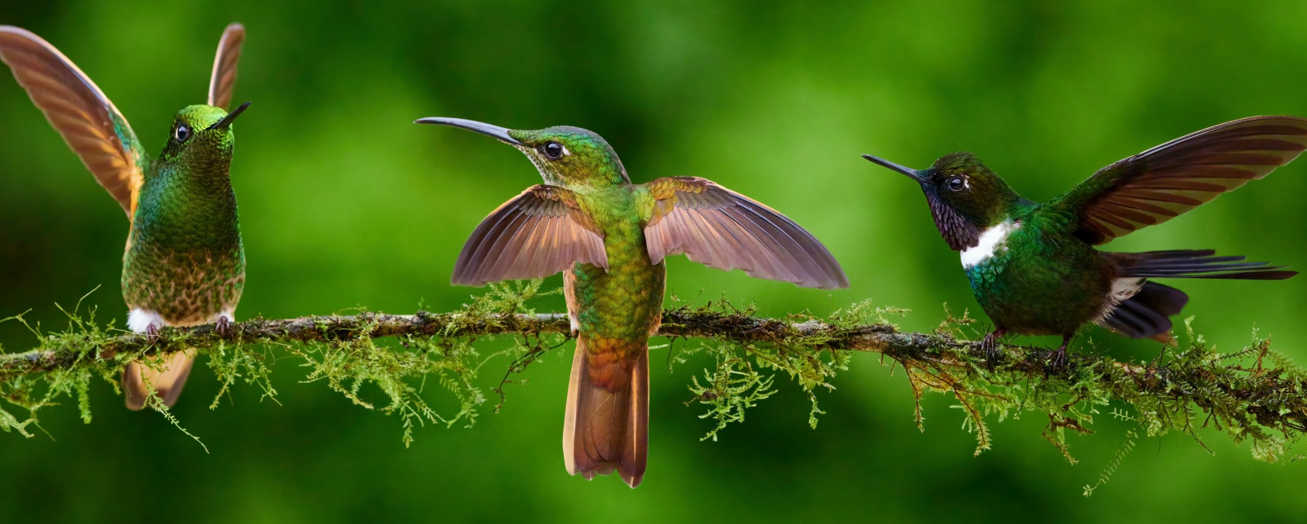 pájaro